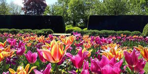 20,000 Tulips Will Bloom In This South London Garden This Month