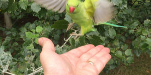 The Parakeeting Of London Goes Gonzo On Our Green Birds