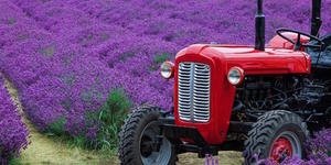 4 Gorgeous Lavender Fields Near London