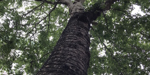 Ever Noticed The Huge Plane Tree On Cheapside?