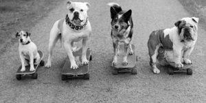 Dogs Take Centre Stage In This Photography Exhibition