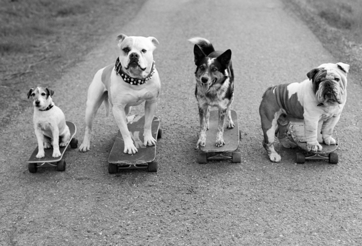 Dogs on skateboards