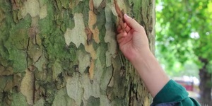 A Beginner's Guide To The Iconic Plane Trees Of London