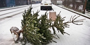 Where To Recycle Or Dispose Of Your 2019 Christmas Tree In London