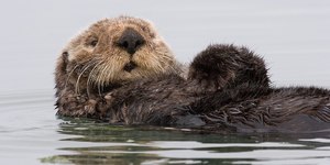 Livestream Some Otters Holding Hands. You Won't Regret It