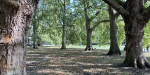 Spotted This Hidden Ring Of Plane Trees In Green Park?