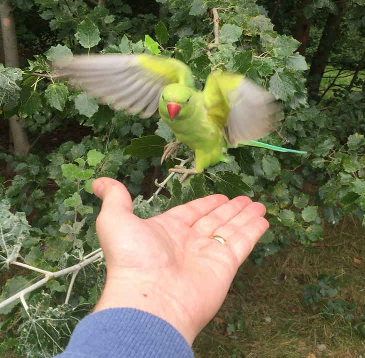 a green parakeet flies towards an open hand