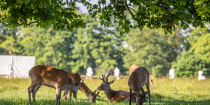 10 Animals You Wouldn't Expect To Find On A London Cricket Pitch