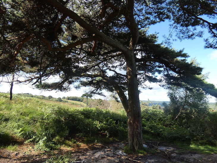  A single tree in a clearing in the Ashdown Forest