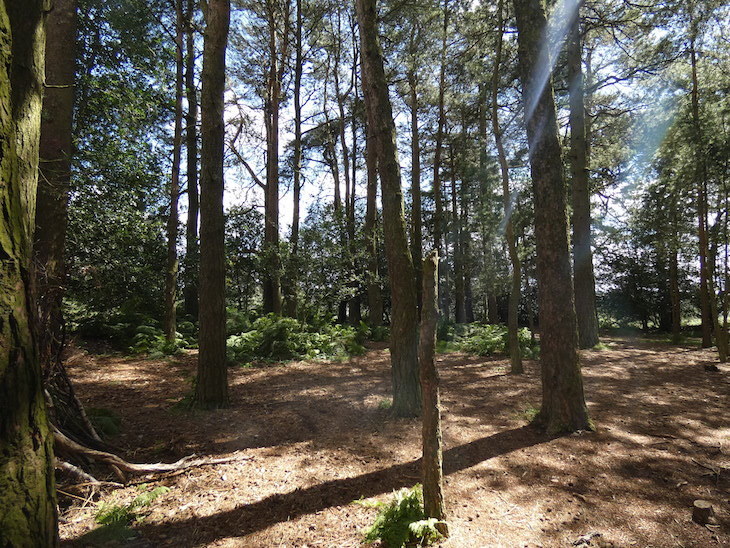 A group of pine trees in the Ashdown Forest