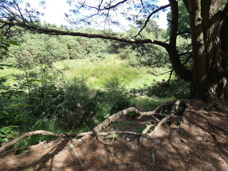 Trees in the Ashdown Forest
