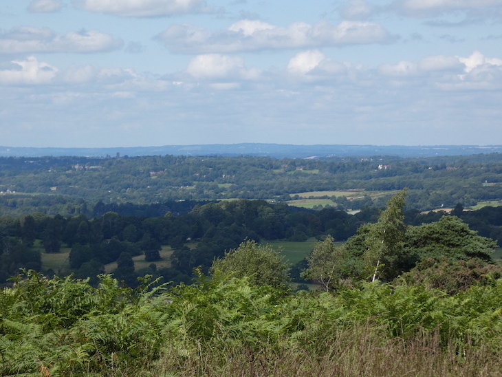 A panoramic view across the Ashdown Forest