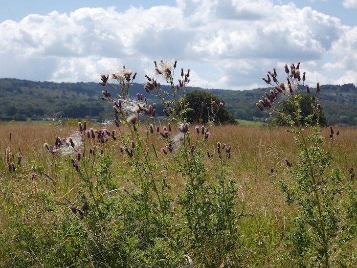 Long grass and plants in the Ashdown Forest
