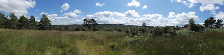 A panoramic view across the Ashdown Forest
