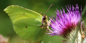 London Wildlife Spotting In April: 7 Natural Wonders That Are Easy To Find