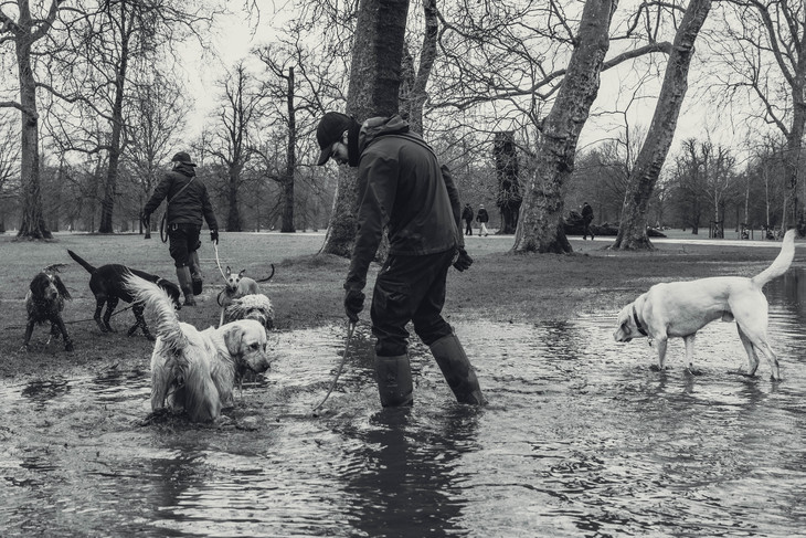 Two men use a tennis ball thrower to lure their dogs out of a puddle in Hyde Park.