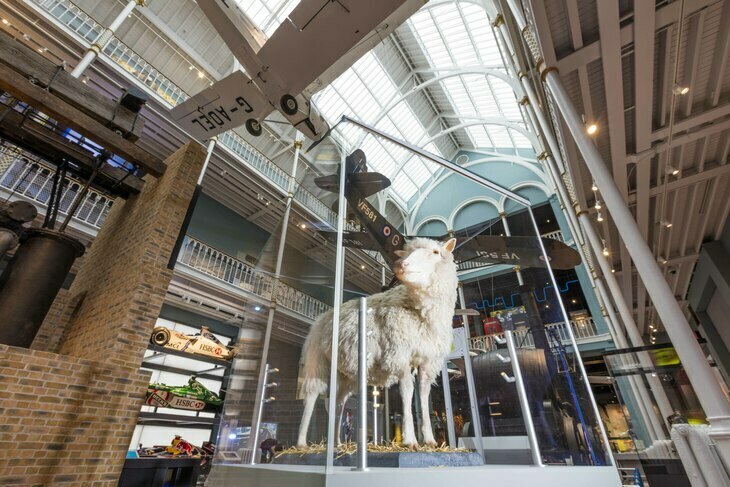 A sheep in a museum seen from below. Very odd