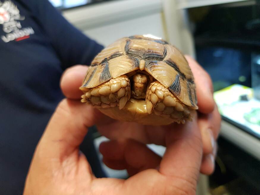 Here's Where Jet Set Pets Go After Landing At Heathrow Londonist