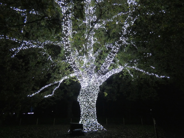 The trunk and branches of a tree covered in hundreds of white fairy lights