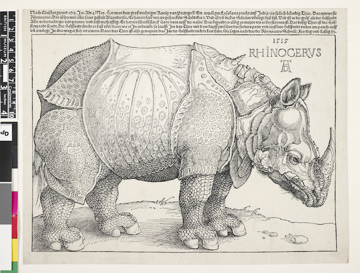 The famous sketch of a rhino by Durer, in black and white