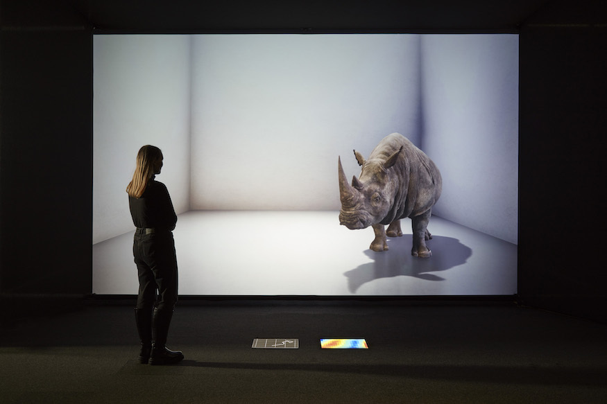 A woman looks into a white space where a projection of a rhino can be seen