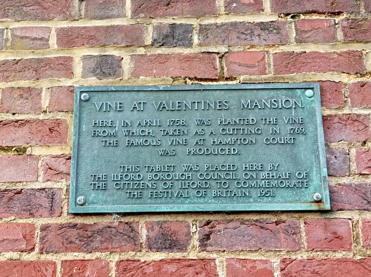 A plaque saying that a cutting from the vine here was used to grow the Great Vine at Hampton Court