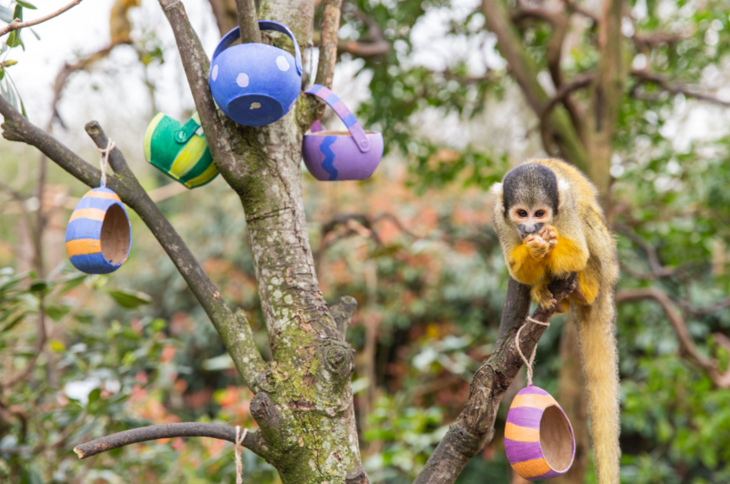 A monkey up a tree with colourful pots