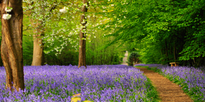 The Best Places To Find Bluebells In And Near London: Spring 2026