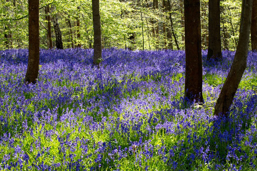 Bluebells in and near London: a carpet of bluebells surrounding tree trunks at Hole Park in Kent