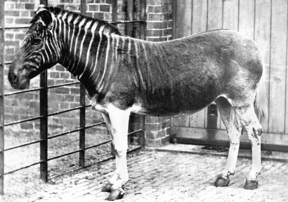 London zoo history: A black and white photograph of a zebra-like animal - its head and neck are stripey like a zebra, but the stripes fade further down its body