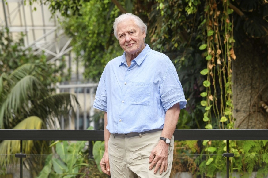 A waxwork of David Attenborough in trademark short sleeve shirt and cream chinos