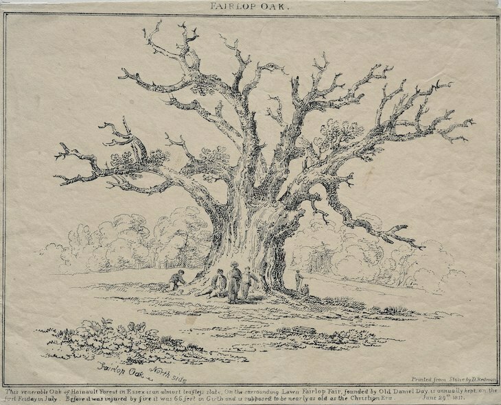 The Fairlop oak