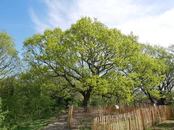 Oak of Honour, One tree hill