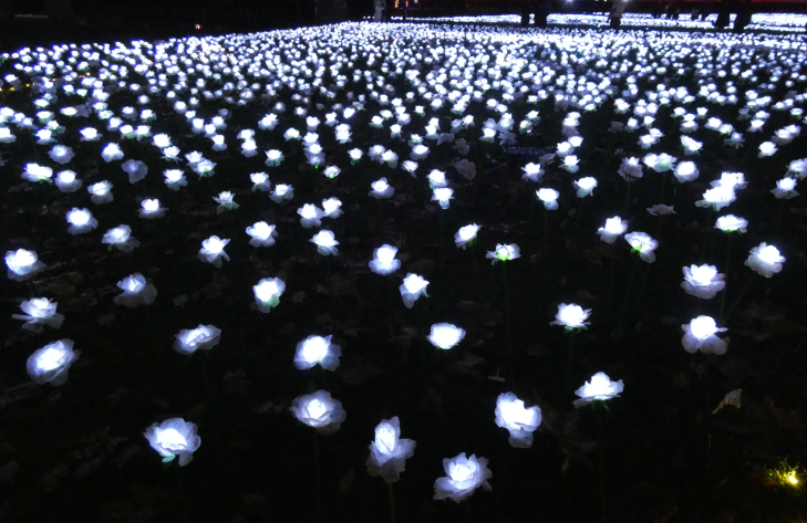 Dozens of white roses glowing in the dark