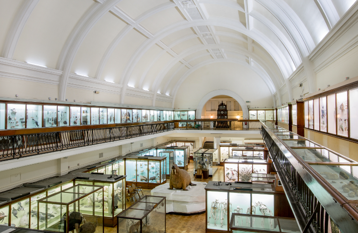 Looking down into the Natural History Gallery, with the walrus in the centre and museum display cabinets on either side.