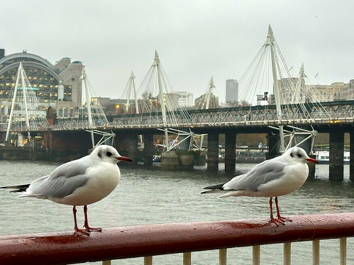 Sea gulls next to the Thames