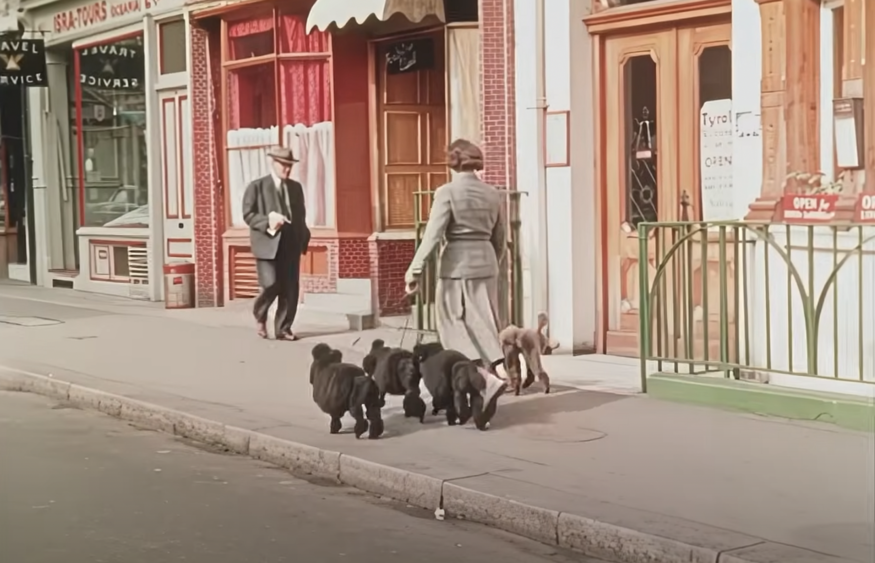 A woman walking multiple dogs