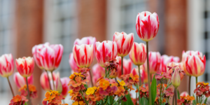 Tulips In London: When And Where To See Them In And Around The Capital