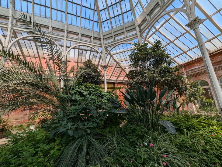 Tropical plants in a glasshouse
