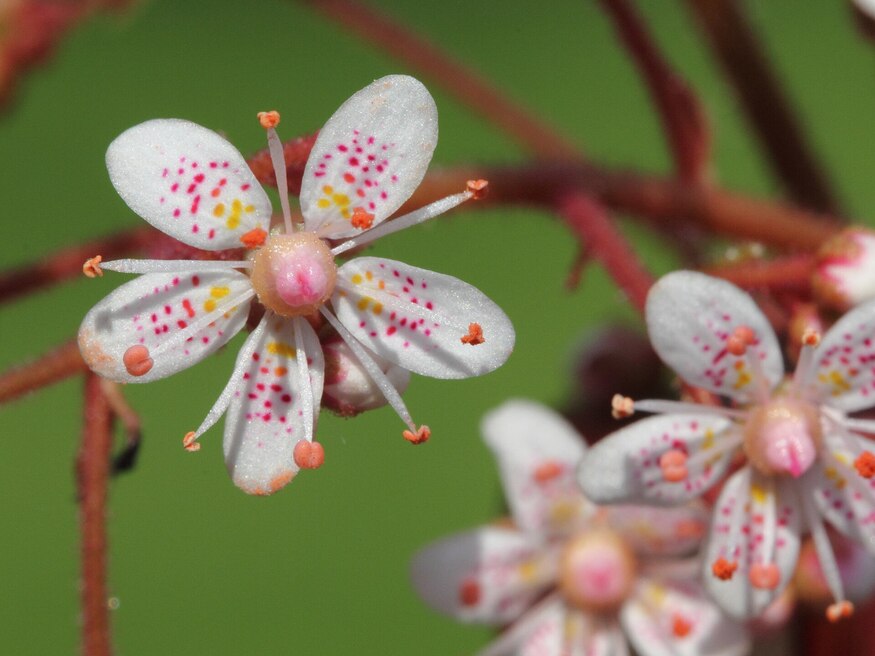 Lonodn Pride flowers