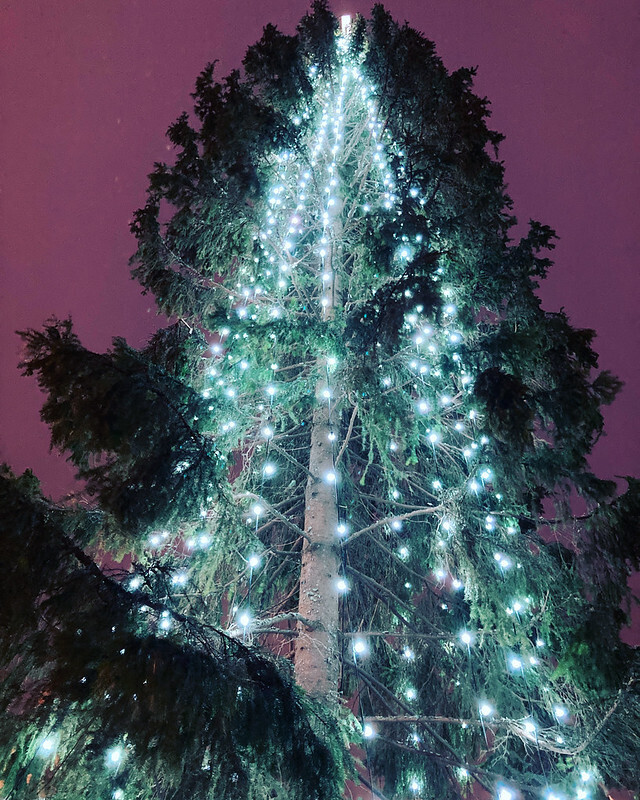 Christmas tree in Trafalgar Square