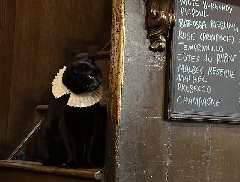 The General cat inspecting a wine list