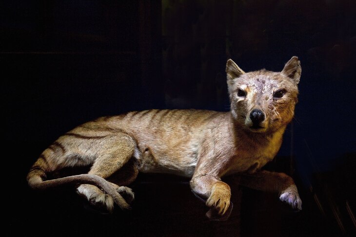 A stuffed Thylacine