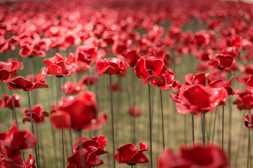 A sea of ceramic poppies