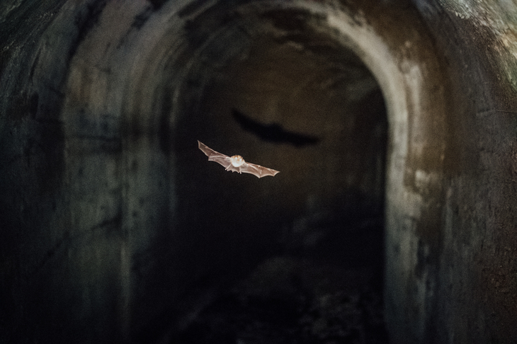 Bat flying through a dark tunnel. Bat's shadow on the wall