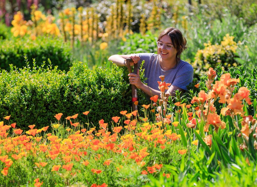A gardener working among orange and yellow flowers