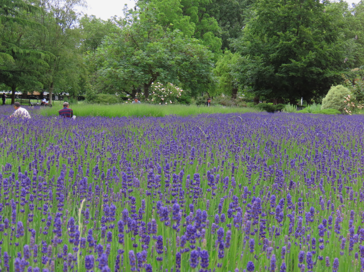 Lavender fields in and near London: people sitting near a small patch of lavender, surrounded by trees