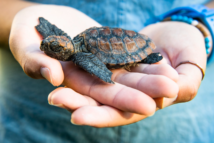 A pair of hands holding a small baby turtle