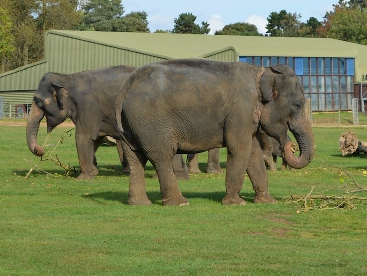 Two elephants at whipsnade zoo in Hertfordshire