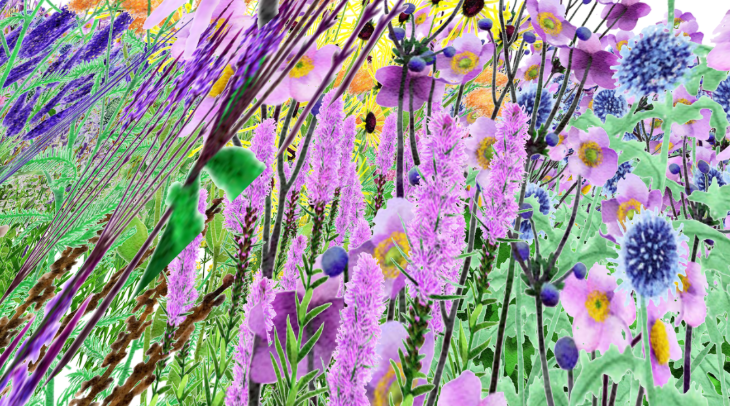 A composite image of various wildflowers